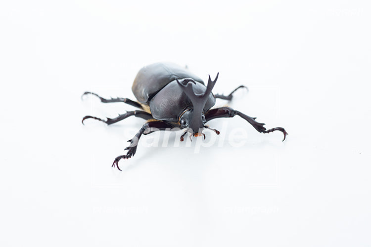 昆虫のカブトムシの雄を正面から接写した i0379