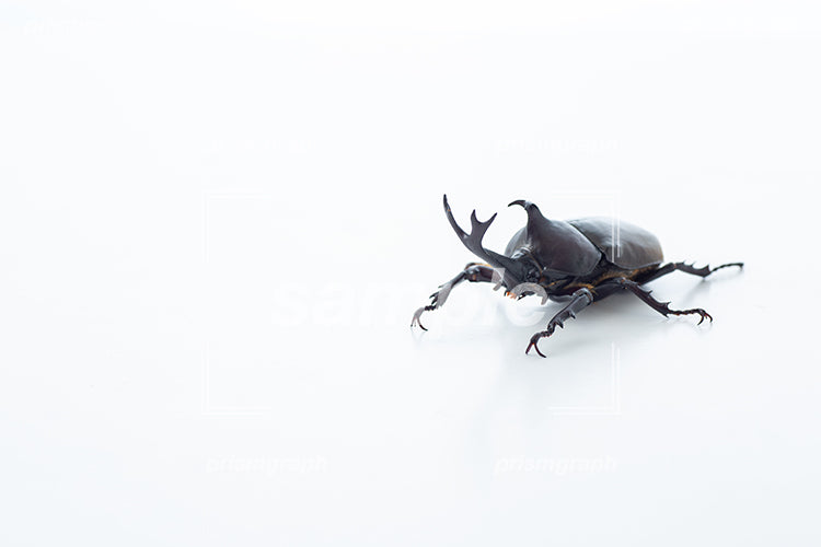 オスのカブトムシ（beetle）を斜めから撮影して右配置した i0394